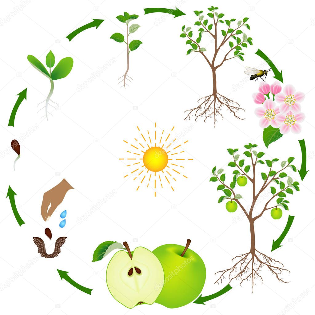 A growth cycle of an apple tree on a white background.