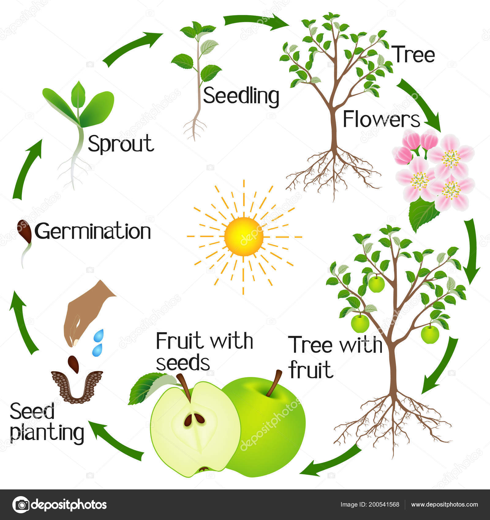 Apple Tree Life Cycle Isolated White Background Stock Vector Image By 