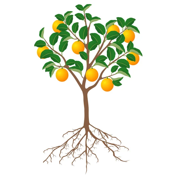 Árbol Una Naranja Con Frutos Raíces Sobre Fondo Blanco — Vector de stock