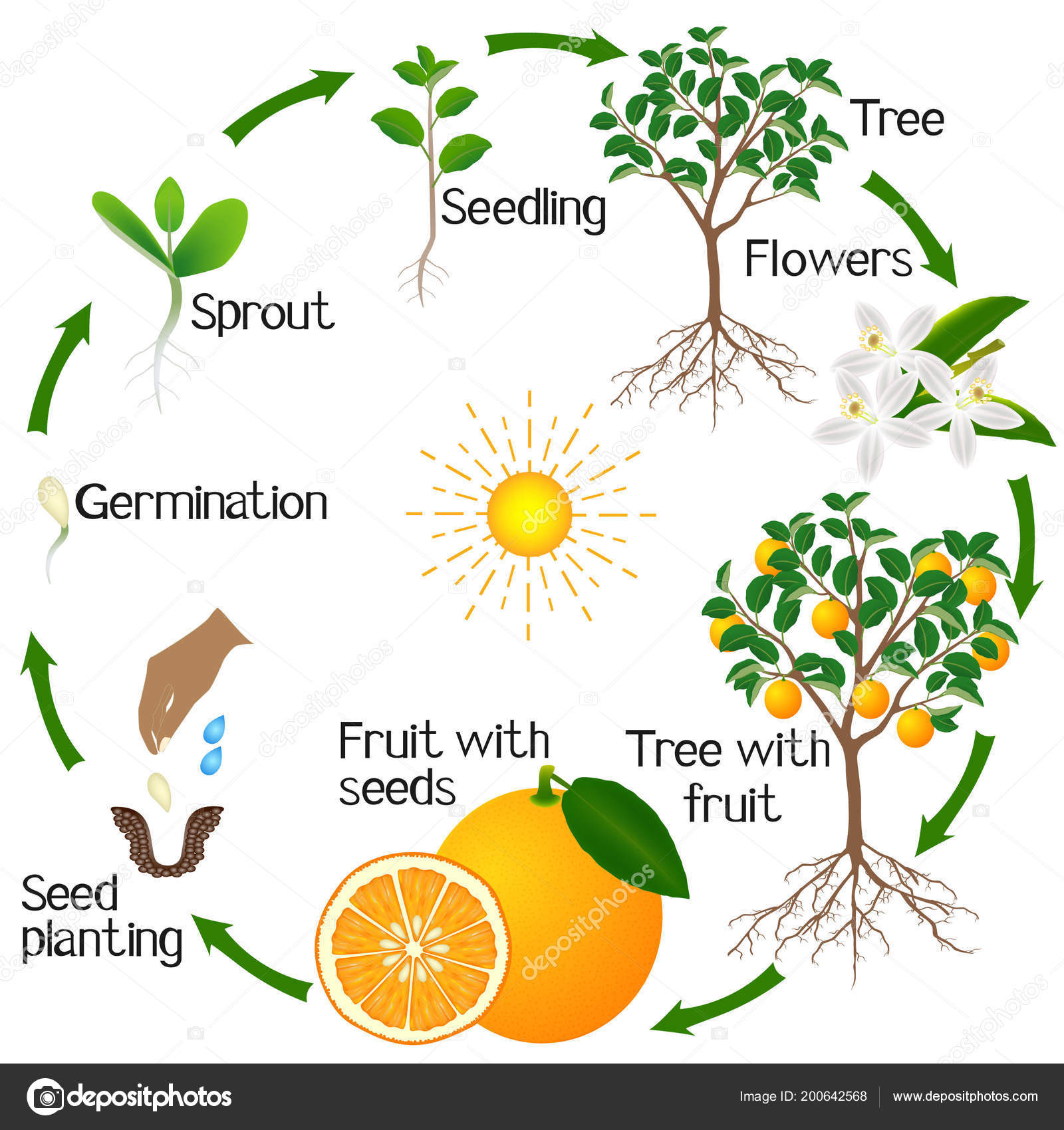 Pecan Tree Life Cycle