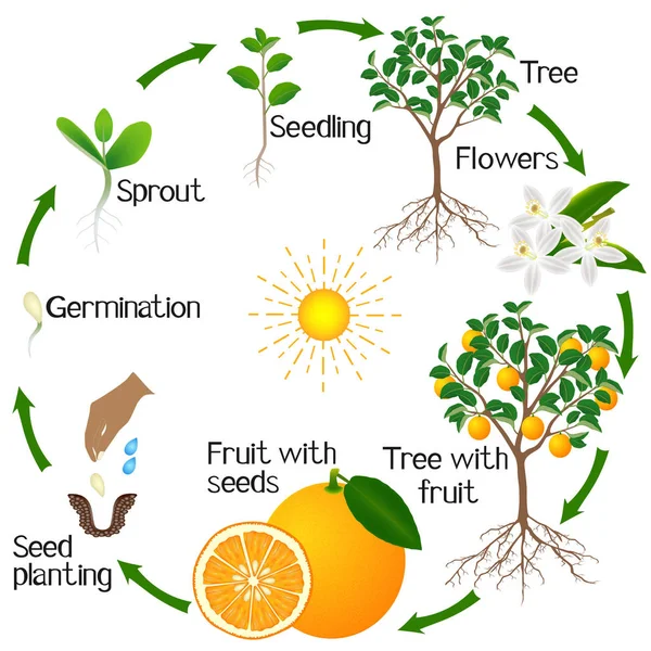 Beyaz Zemin Üzerinde Bir Portakal Ağacı Büyüme Döngüsü — Stok Vektör