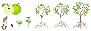 Bir elma bitki büyüme döngüsünün beyaz bir arka plan üzerinde izole.