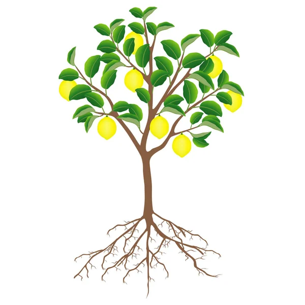 Pohon Lemon Dengan Buah Buahan Dan Akar Pada Latar Belakang - Stok Vektor