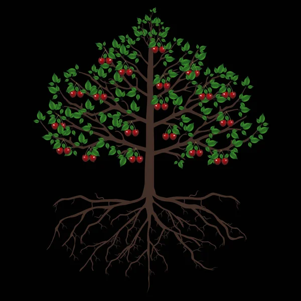 Meyveleri Kökleri Üzerinde Siyah Bir Arka Plan Izole Kiraz Ağacı — Stok Vektör