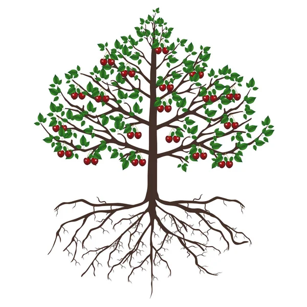 Ağaç Meyve Beyaz Arka Plan Üzerinde Izole Kökleri Ile Kiraz — Stok Vektör