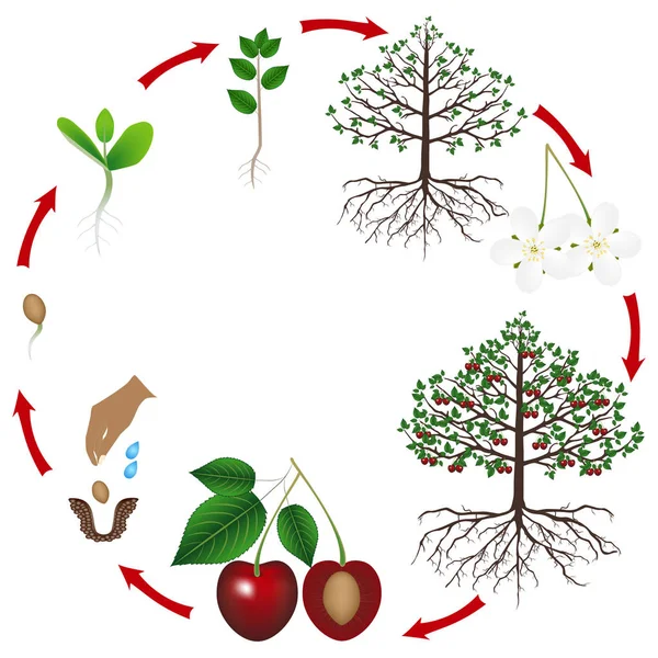 Životní Cyklus Třešňový Strom Bílém Pozadí — Stockový vektor