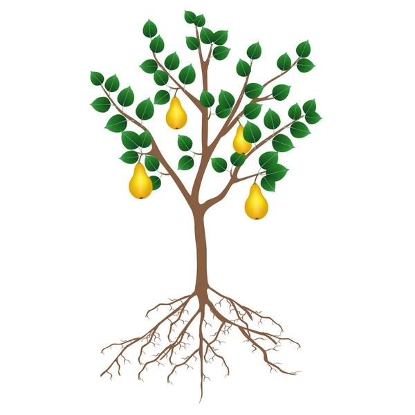 白い背景に根およびフルーツの梨の木 — ストックベクタ