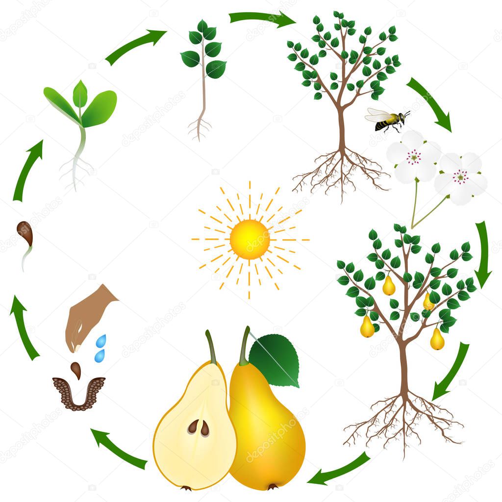 Life cycle of a pear tree on a white background.