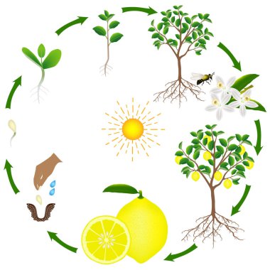 Beyaz zemin üzerinde bir limon ağacı yaşam döngüsü.