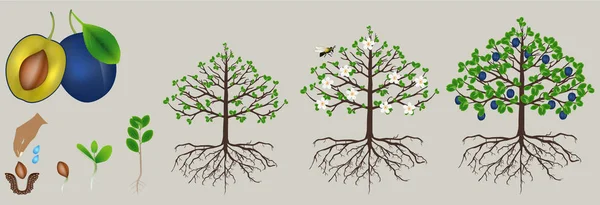 Cykeln Plommon Växternas Tillväxt Isolerad Vit Bakgrund — Stock vektor