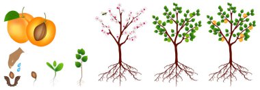 Beyaz arka plan üzerinde izole kayısı bitki büyüme döngüsü.