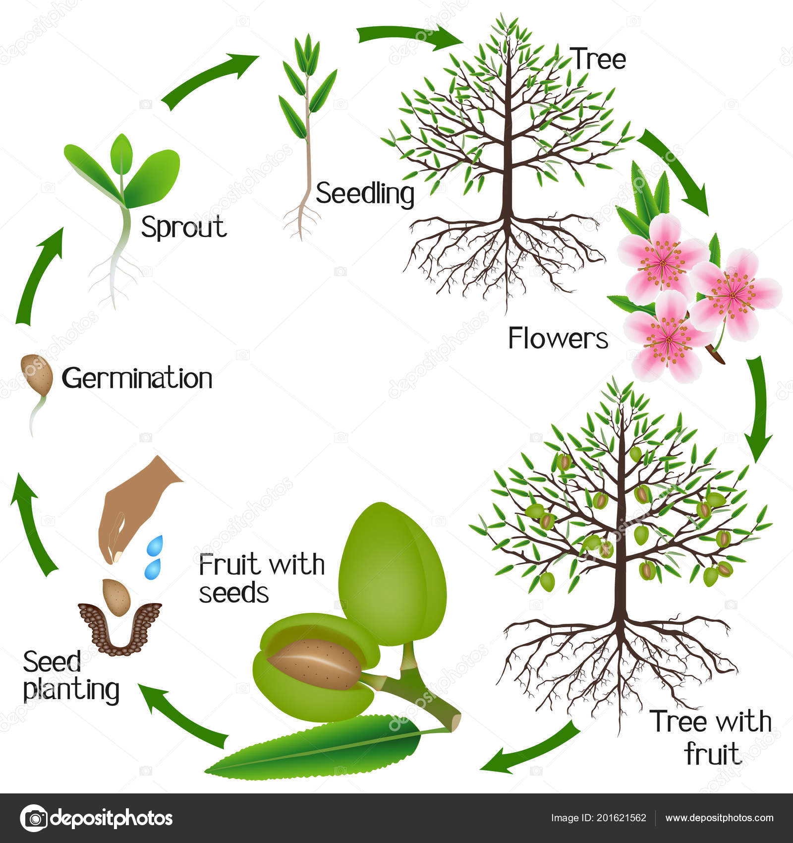 白い背景にアーモンドの木の成長のサイクル ストックベクター ©ZAQzaq81 201621562, image size:1600x1700