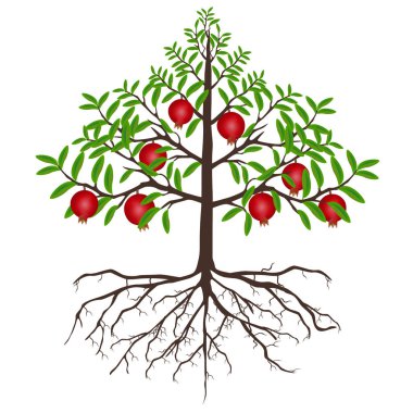 Bir nar ağacı meyve ve kökleri üzerinde beyaz bir arka plan ile.