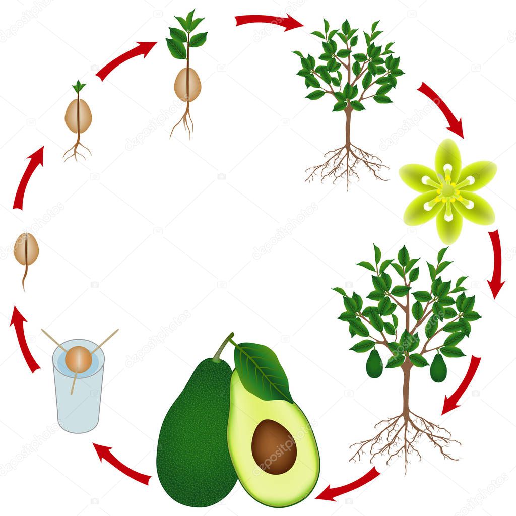 Life cycle of an avocado tree on a white background.