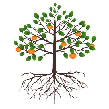 Meyveleri ve kökleri üzerinde beyaz bir arka plan ağaç Trabzon hurması.