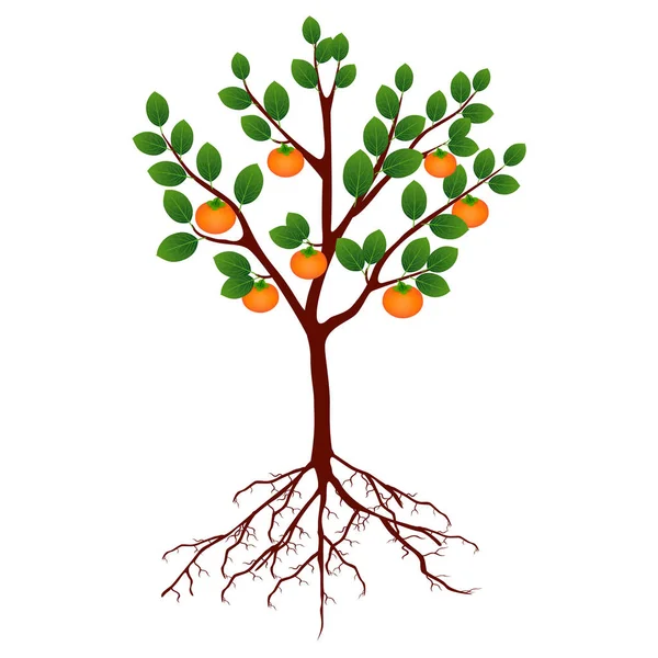 Caqui Árbol Con Frutas Raíces Aisladas Blanco — Vector de stock