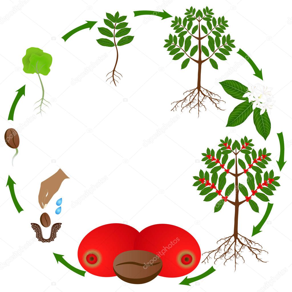 Life cycle of a coffee tree on a white background.