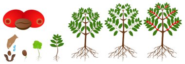 Beyaz bir arka plan üzerinde izole kahve bitkilerin büyüme döngüsü.