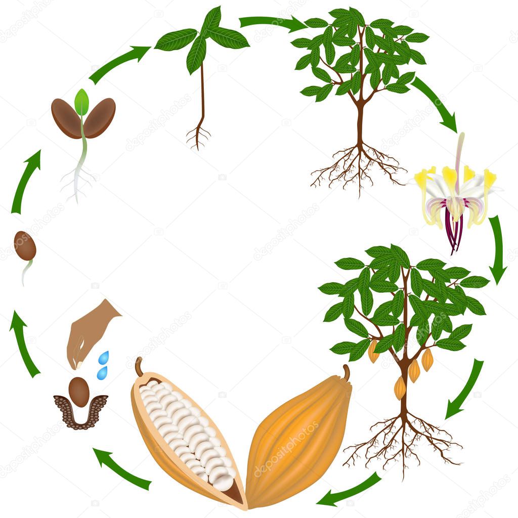 Life cycle of cocoa tree on a white background.
