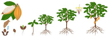 Beyaz bir arka plan üzerinde izole bir kakao bitki büyüme döngüsü.