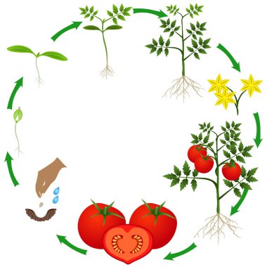 Life cycle of a tomato plant on a white background. clipart