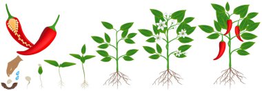 Chili biber beyaz bir arka plan üzerinde izole bir bitkinin büyüme döngüsü.