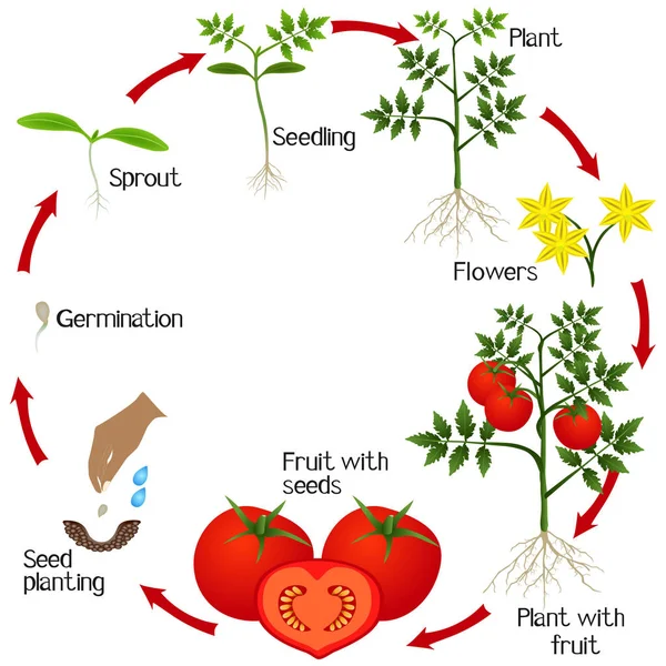 白い背景の上のトマト植物の成長サイクル — ストックベクタ