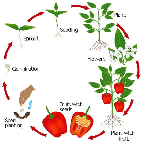 白地に赤唐辛子の植物の成長のサイクル — ストックベクタ