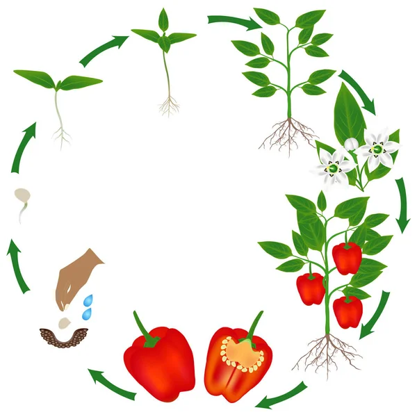 白地に赤唐辛子の植物のライフ サイクル — ストックベクタ
