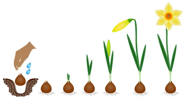 Ciclo Crescimento Uma Planta Narciso Isolada Sobre Fundo Branco — Vetor de Stock