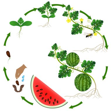 Beyaz zemin üzerinde bir karpuz bitkinin yaşam döngüsü.