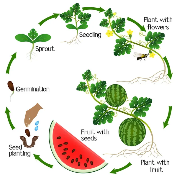 Ciclo Crecimiento Una Planta Sandía Sobre Fondo Blanco — Vector de stock