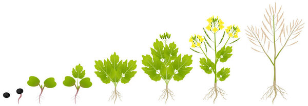 Cycle of growth of a plant of a canola isolated on a white background.