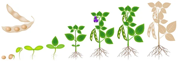 Wachstumszyklus Der Sojabohnenpflanze Isoliert Auf Weißem Hintergrund — Stockvektor