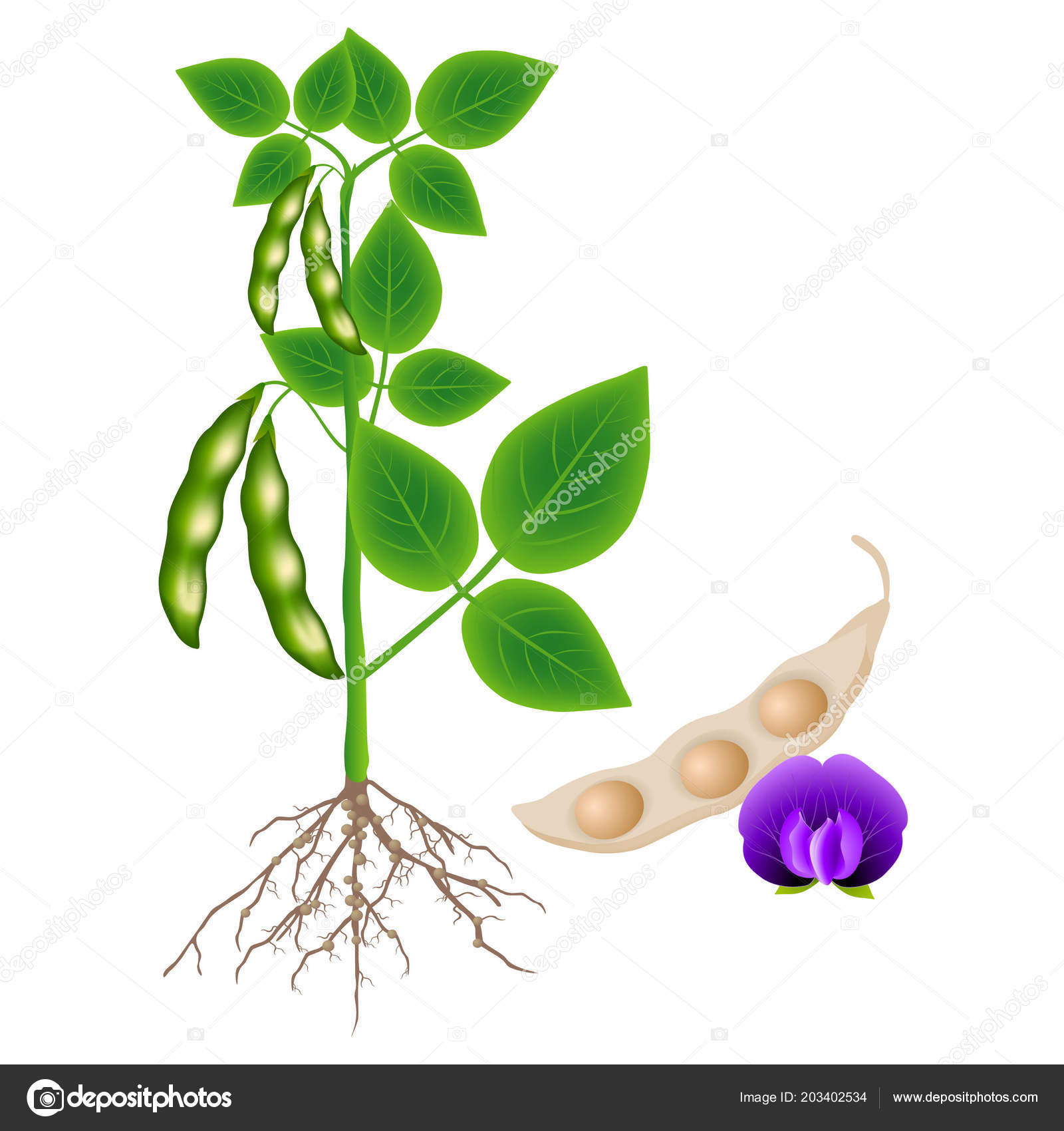 Soybean Plant Pod Flower White Background Stock Vector Image by ©ZAQzaq81  #203402534
