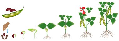 Beyaz bir arka plan üzerinde izole bir fasulye bitki büyüme döngüsü.