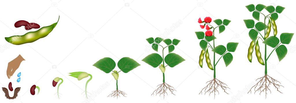 Cycle of growth of a bean plant isolated on a white background. — Stock Illustration Cycle Growth Bean Plant Isolated White Background Royalty Free Stock Vectors