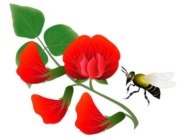 花豆の葉と白い背景の上の蜂 — ストックベクタ