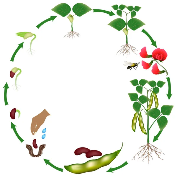 Life cycle of a bean plant on a white background. — Stock Illustration Life Cycle Bean Plant White Background Royalty Free Stock Vectors