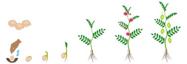 Beyaz bir arka plan üzerinde izole bir nohut bitkisinin büyüme döngüsü.