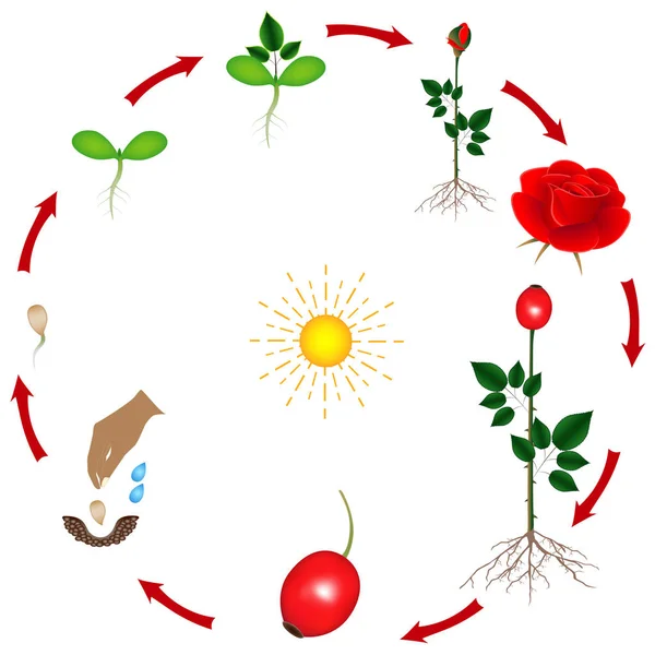 Životní Cyklus Rostliny Růže Bílém Pozadí — Stockový vektor
