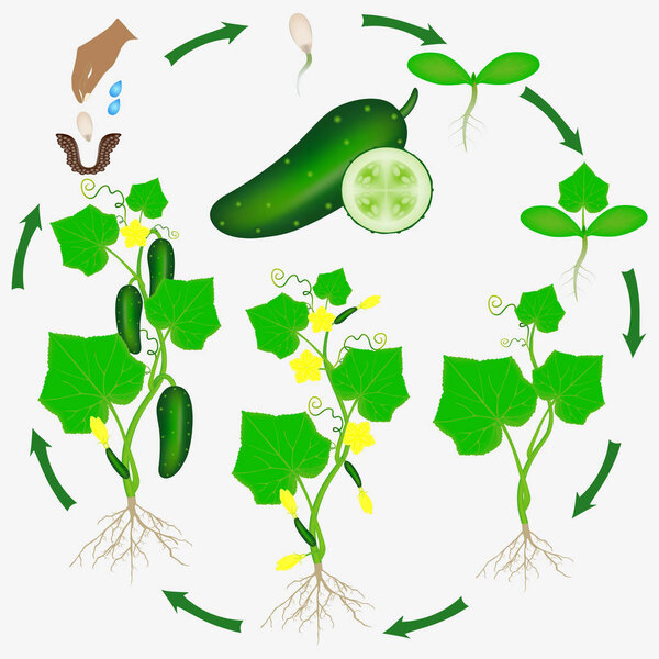 Cucumber growth cycle isolated on a white background.