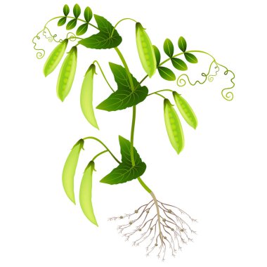 Bitki bezelye POD üzerinde beyaz bir arka plan ile.
