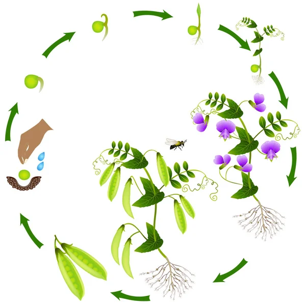 Κύκλος Ζωής Ενός Φυτού Μπιζέλι Είναι Απομονωμένα Λευκό Φόντο — Διανυσματικό Αρχείο