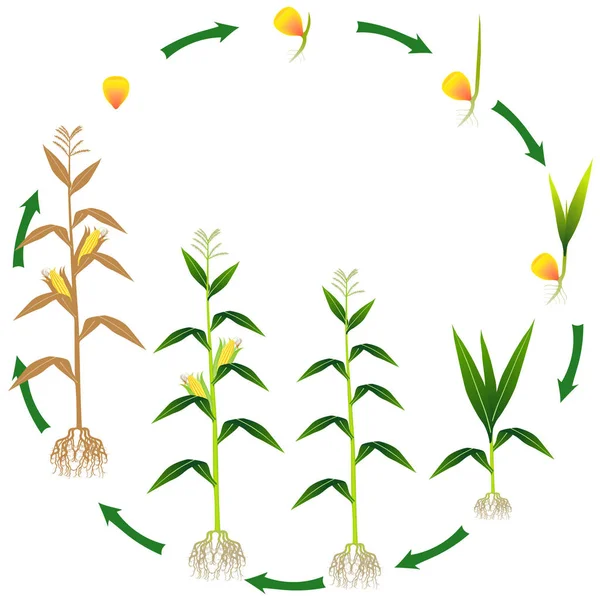 Κύκλος Ζωής Ενός Φυτού Καλαμπόκι Λευκό Φόντο — Διανυσματικό Αρχείο