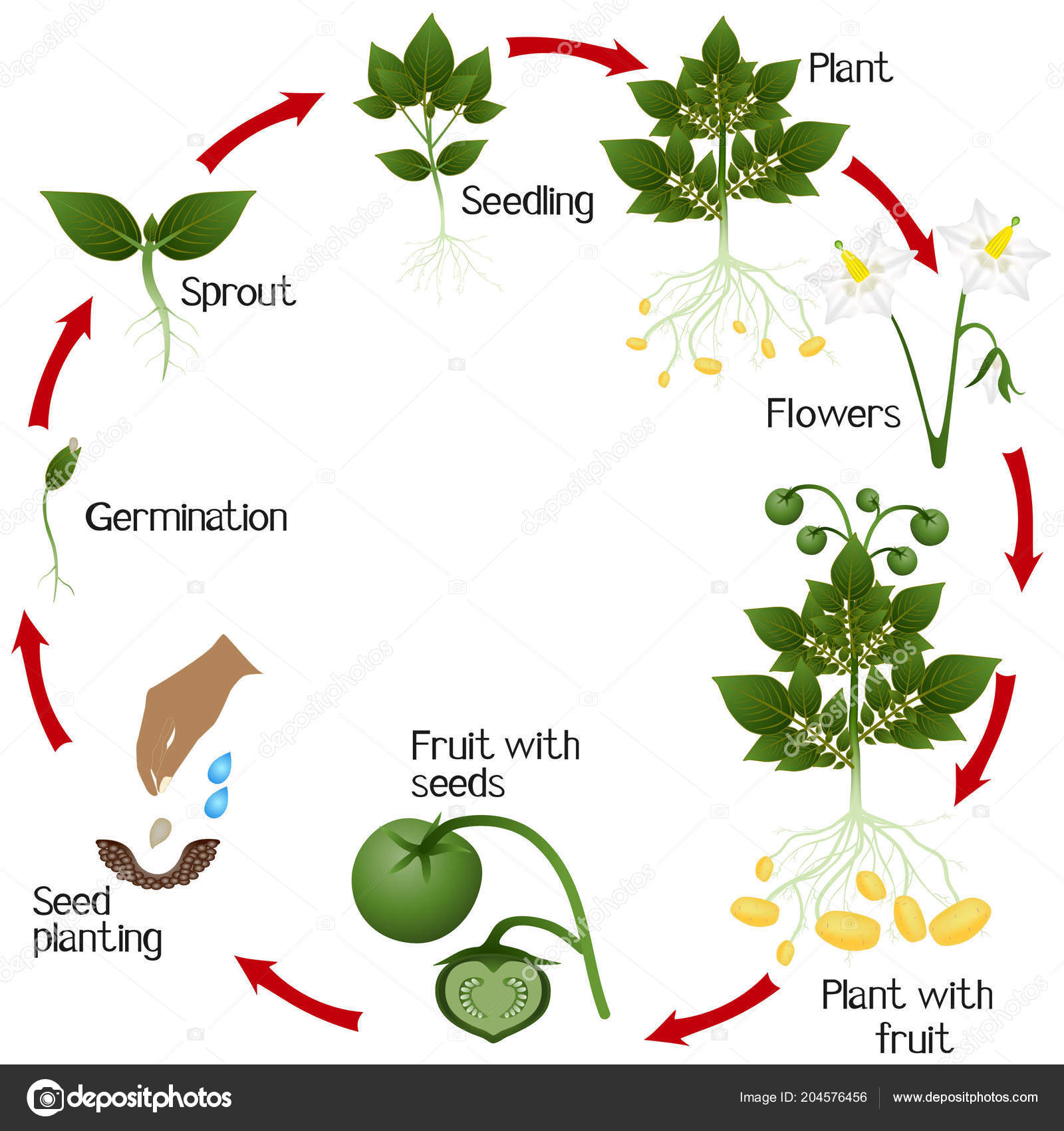 Growth Cycle Potato Growing Seeds White Background Vector Image By C Zaqzaq81 Vector Stock