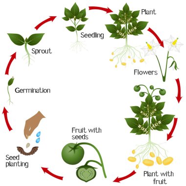 Tohumlarından, beyaz bir arka plan üzerinde büyüyen patates bir büyüme döngüsü.
