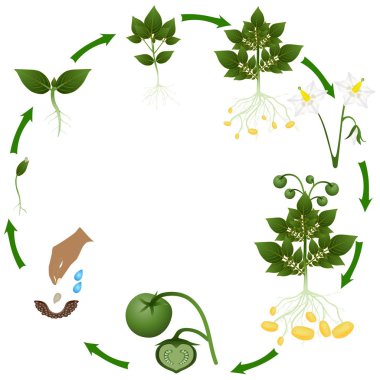 Tohumlarından, beyaz bir arka plan üzerinde büyüyen patates yaşam döngüsü.