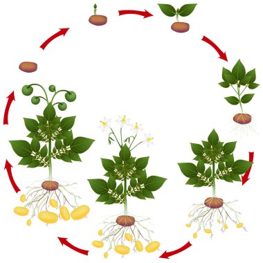 Beyaz bir arka plan üzerinde patates bitkinin yaşam döngüsü.