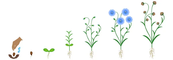 Cykeln Lin Växternas Tillväxt Isolerad Vit Bakgrund — Stock vektor